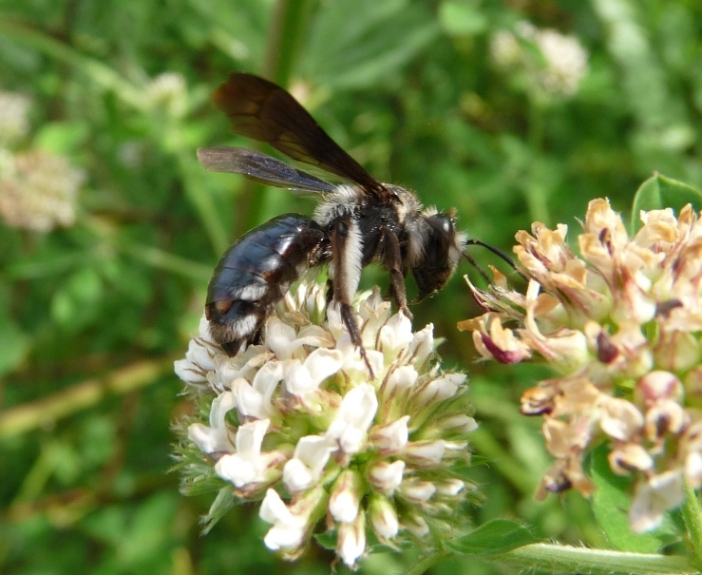 Andrena morio, A. thoracica, A. cfr. agilissima (parassitata)